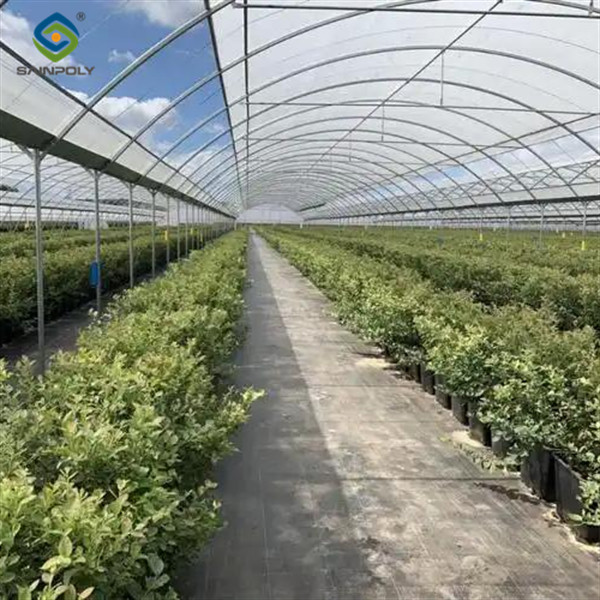 Professional Structure Agricultural Blueberry Greenhouse Customizable