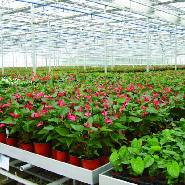 Invernadero Venlo de policarbonato para flores con sistemas de sombreado