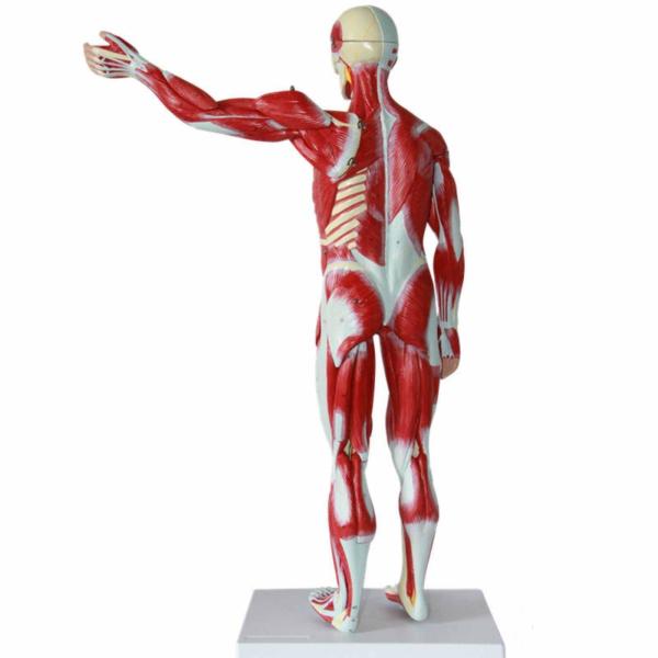 30 inches 27-Part 1/2 Life Size Muscles Structure of The Body for Teaching Study Muscle Viscera Model