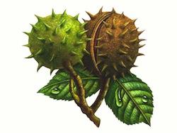 Horse Chestnut Extracts Aescin 20%, natural pharmaceutical ingredients, 98% pure ingredients