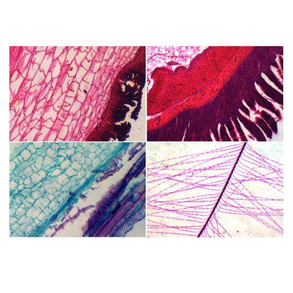 Сложный микроскоп А11.1505 25кс студента источника света СИД биологический - увеличение 675кс