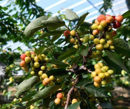 Multi-Span Single-Pan Hydroponic Tomato Cultivation Greenhouse for Aquaculture Market