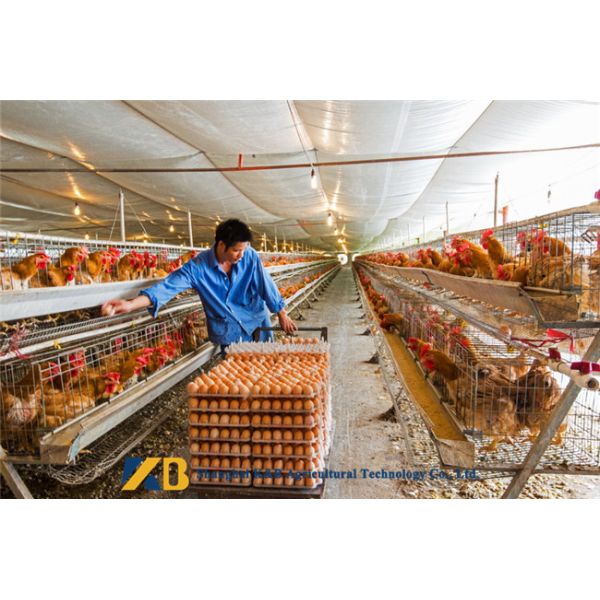 Large Poultry Farm Poultry Protein Meal / Gluten Protein Powder For Higher Egg Rate