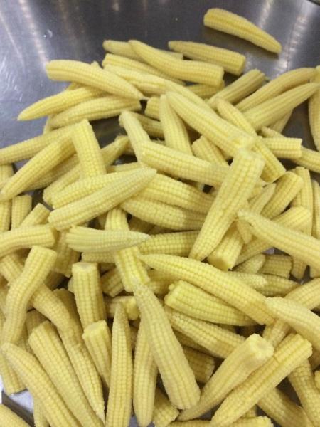 Whole Canning Fresh Vegetables , Canned Baby Corn In Brine OEM Service