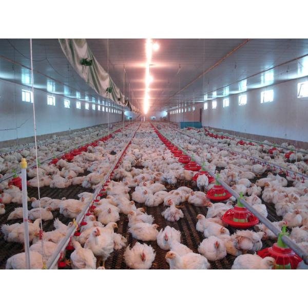 Light Weight Steel Structure Chicken Houses Prefab Farm Building