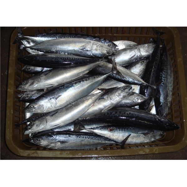 тунец пеламиды задвижки кошелькового невода 200g 300g замерзая для приманки