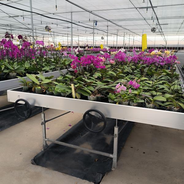 Plantation de fleurs Serre semis Bancs roulants Plante de table mobile