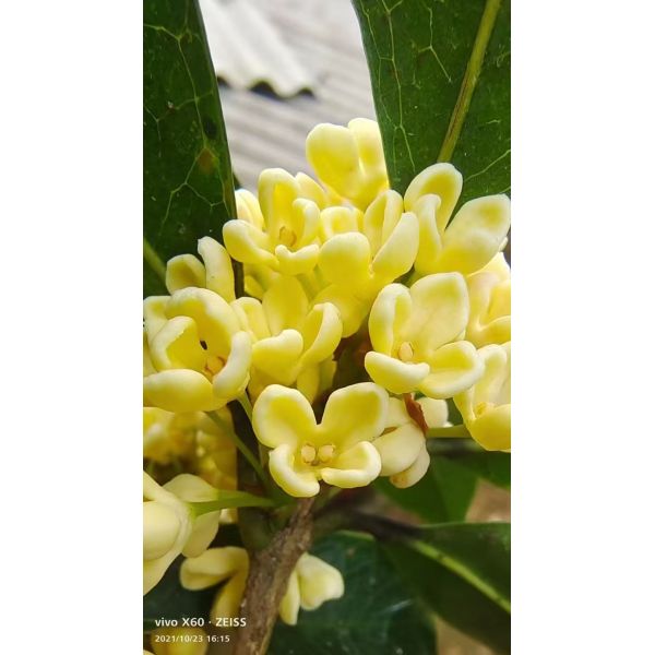 Best Quality Factory Supply Bulk Dried Osmanthus Fragrans Flower for Drinking