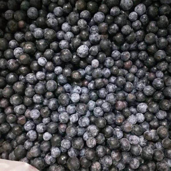 Venta al por mayor de Chinese Iqf Frozen Berries IQF Frozen Blueberry para la exportación con buen precio