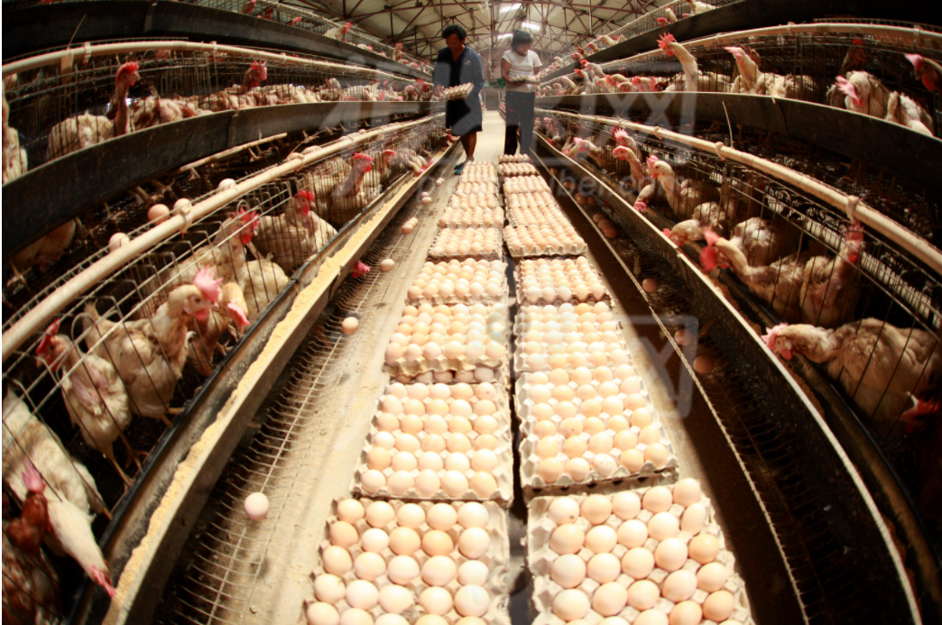 Chelated Chromium Scientific Chromium Supplementation for helping your hens reach their full potential