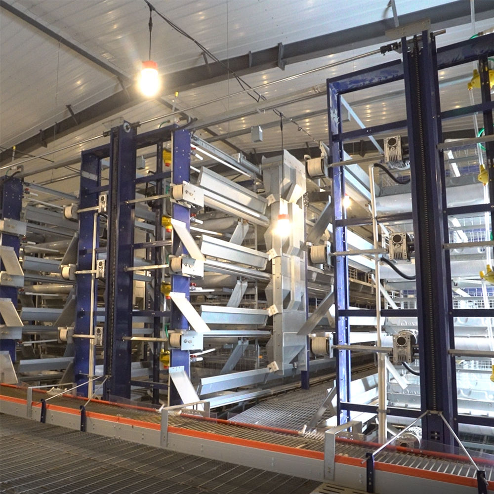 4 Tier H Type 12000 Capacity Fully Automatic Pullet Cage for Broiler Chicken Farming