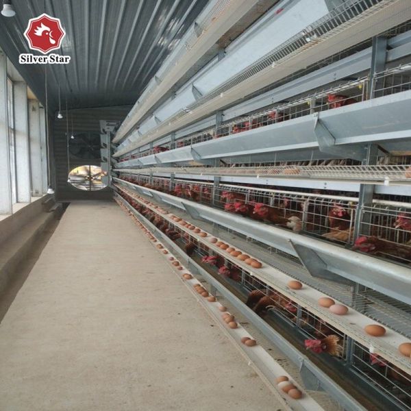 H Type Layer Chicken Cage System | Automatic Poultry Equipment for Commercial Egg Farms