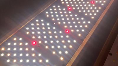 800W 12 pouce Dimmable élèvent des lumières de LED pour les usines d'intérieur