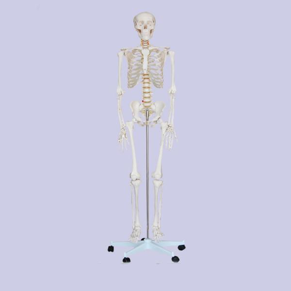 Medical Pvc Simulation 85cm Small Anatomical Skeleton Model