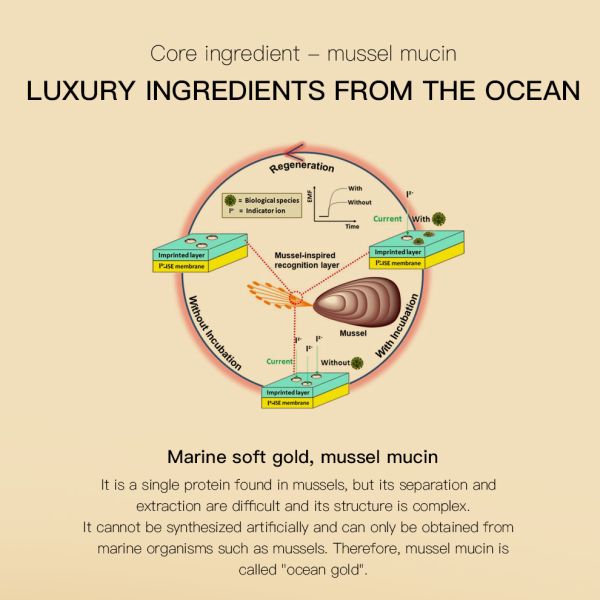 KM Custom Logo Skin Care Products Mussel Mucin Serum for Essence Toner for Women Whitening Facial Soothing Home Spa Use