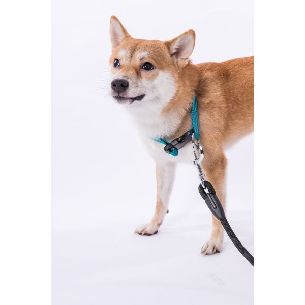 Eco Friendly OEM ODM Custom Classic Nylon Pet Collar With Plastic Buckle