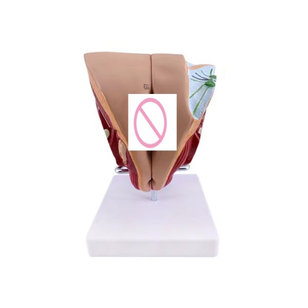 Anatomical demonstration Advanced PVC Male Internal and External Genital Organ Model