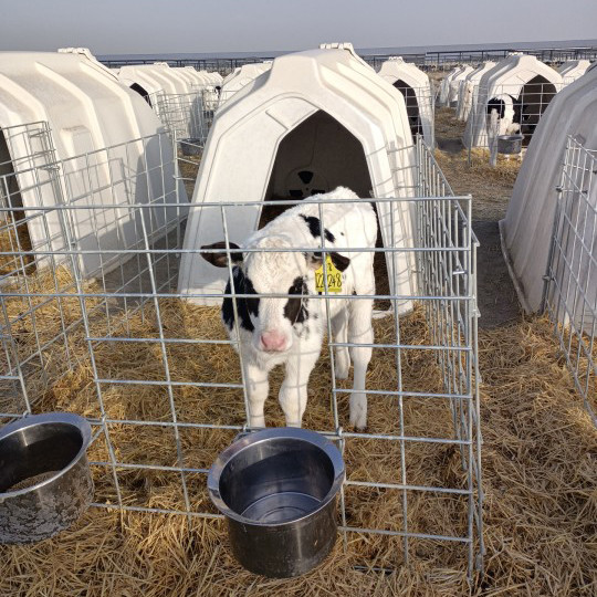 Portable Weather-Resistant Insulated Dairy Calf Hutch for Optimal Livestock Shelter