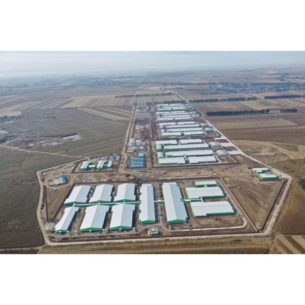 Maison de porcherie en acier Installation sur place Construction de poulailler