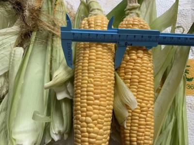 FDA Certified 100% Fresh Iqf Sweet Corn On The Cobs