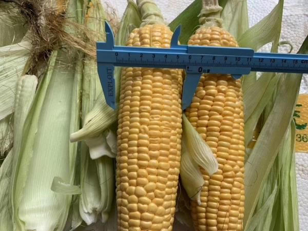 FDA Certified 100% Fresh Iqf Sweet Corn On The Cobs