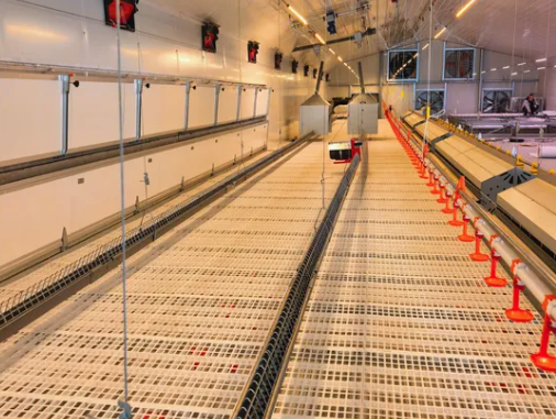 Galvanized Steel Adjustable Height Corrosion Resistant Poultry Feeding System for Broilers