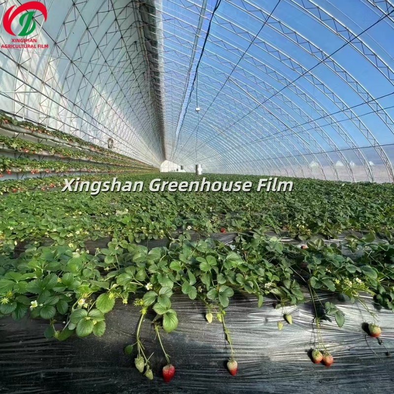 Dual Light Conversion PO Polyolefin Film Anti Fog Anti Drip Agricultural Greenhouse Film