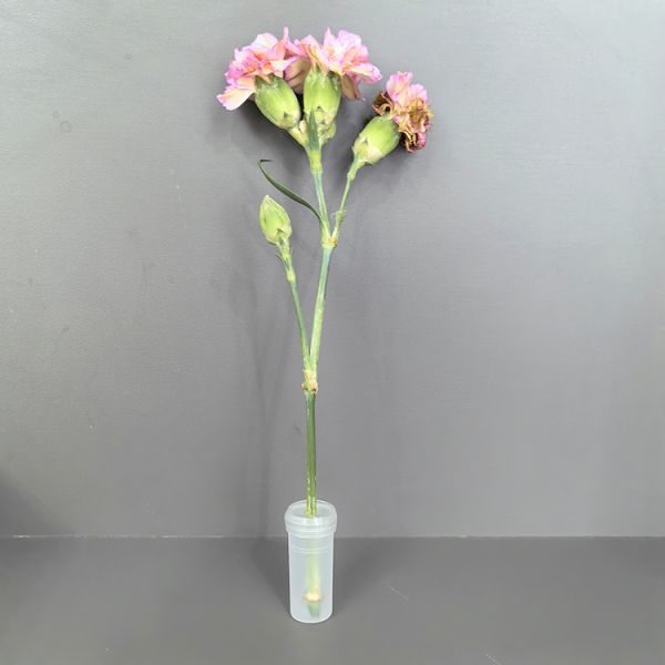 7cm Flower Water Tubes Bouquet