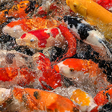 аэратор пруда барботера пневматического насоса аквариума 5W 1780GPH коммерчески