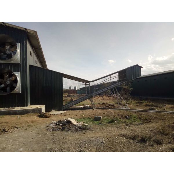 Hot Dip Galvanized Steel High Capacity Poultry Automatic Feeding & Drinking System for Layer Chicken Cage