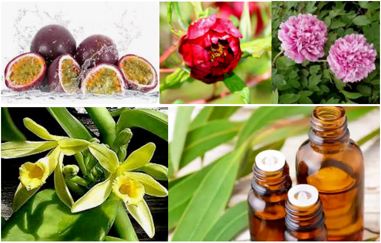 Long Lasting Bombshell Perfume Fragrance  For Perfume Making High Purity