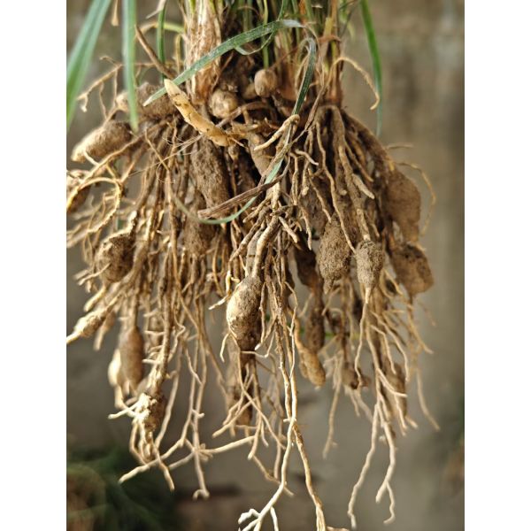 Herbas chinas Ophiopogon Raíz HACCP Ophiopogon Medicina china