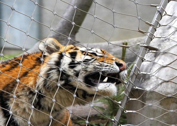 Stainless Steel 316 / 316L  Zoo Mesh , Protective Tiger cage Enclosure Fencing
