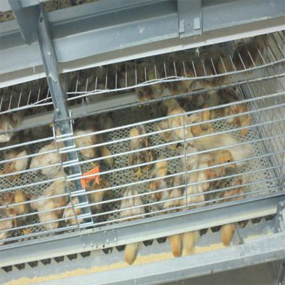 Gaiola das aves domésticas de ZnAl de 260 séries de Hunsbandry 6 dos pássaros para a grelha
