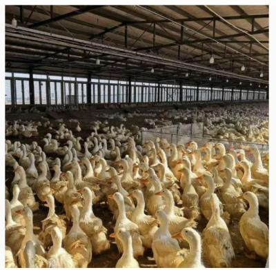 Economical And Practical Steel Structure Livestock Shed Henhouse Duck Shed