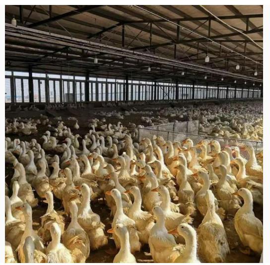 Economical And Practical Steel Structure Livestock Shed Henhouse Duck Shed