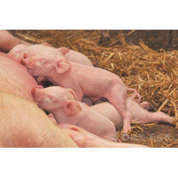 Strong And Comfortable Milk Flavours For Swine 20kgs/ Bag Packing