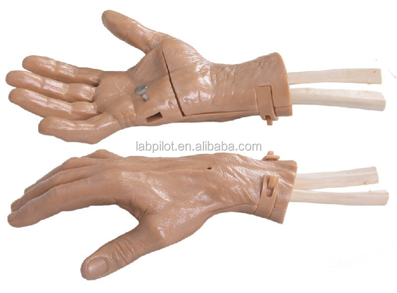 Discerptible Wrist Arthroscopy Training Simulator Vivid Hand Joint Anatomy for Hospitals