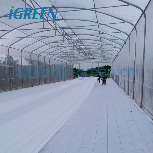 Umbrella Structure Agricultural Greenhouse 8m Height Wide Span Greenhouse