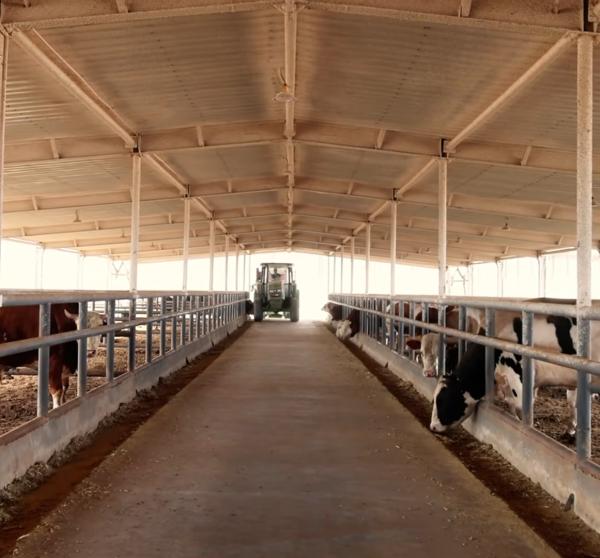 Galvanized Steel Cow Shed For Dairy Beef Cattle 20+ Years Lifespan Livestock Housing Solution Provider Intergrated With Feeding Equipment Off Grid Solar Power Panel