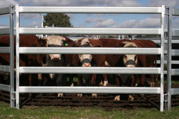 Cow Fence Panels From Budget Cattle Panels To Extra Heavy Duty Cattle Panels