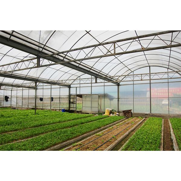 Теплица для выращивания овощей, многопролетная, с покрытием из полиэтиленовой пленки, для томатов