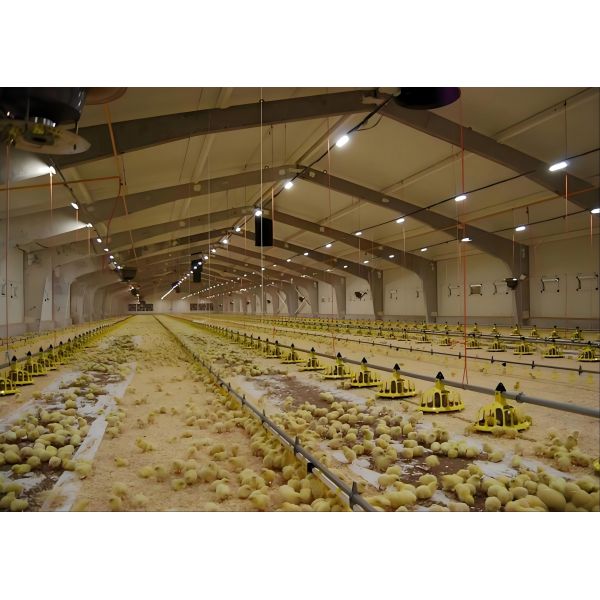 Q235B Steel Frame Chicken Coop ASTM A123 4.6 Meters  Broiler Poultry House