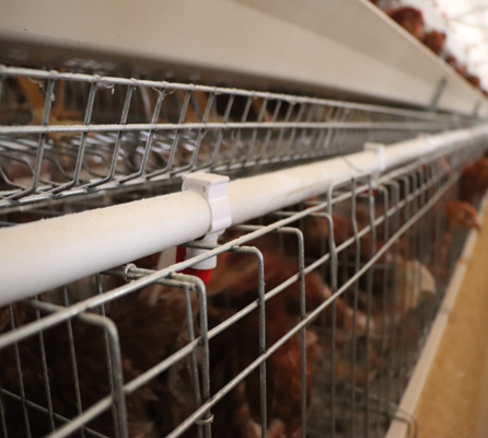 600 kg Capacity Poultry Feeding Cart with DC Motor and Hot-Dip Galvanized Steel for Chicken Farming