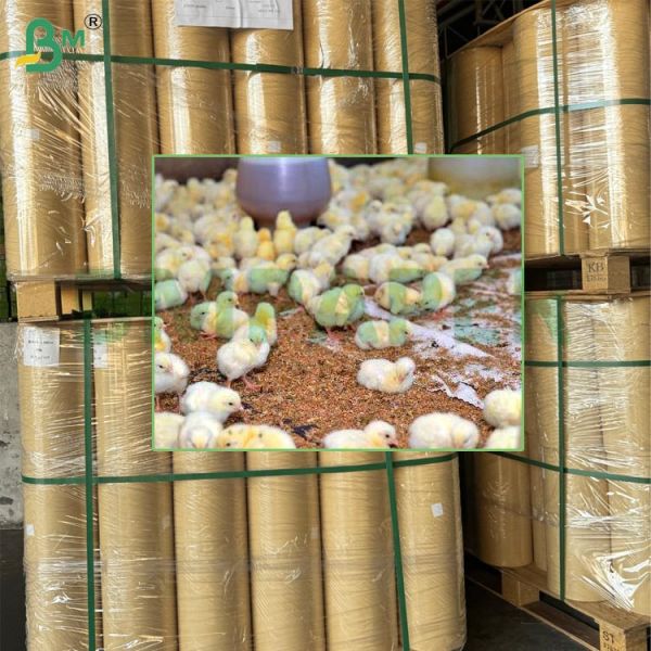 90gsm Absorbent Kraft Paper Thick Chickpaper Specialized For Hens Rearing 74cm 90cm