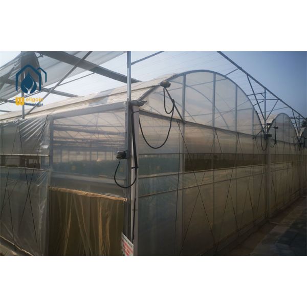 High Pressure Fogging Misting Multi Span Greenhouse Cooling System for Seedling Nursery and Tropical Crops