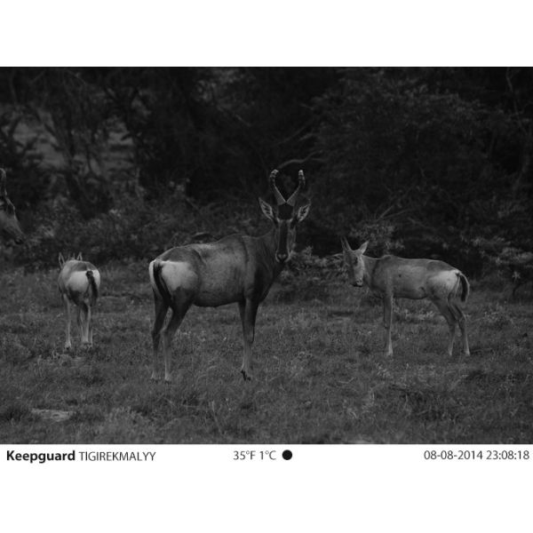 Полный кулачок скрытности HD 1080P 12MP охотясь камера следа ночного видения камеры игр