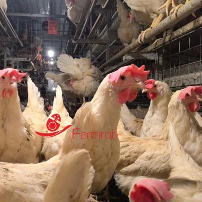 Large Space Big Cage Free System 3 Tiers - 6 Tiers For Chicken Farm