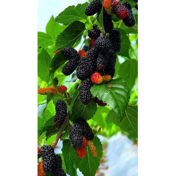 Nourrissant le sang Soleil Morue séchée Nutritive Morue séchée biologique