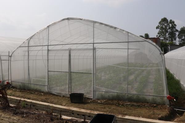 Período de Polytunnel Sri Lanka Colombo Steel Frame Greenhouse Single